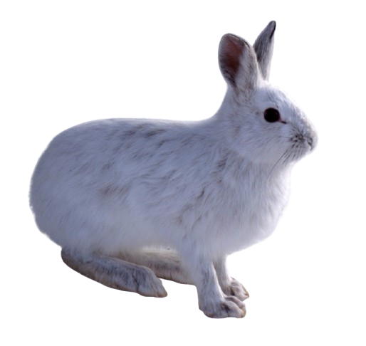 hare